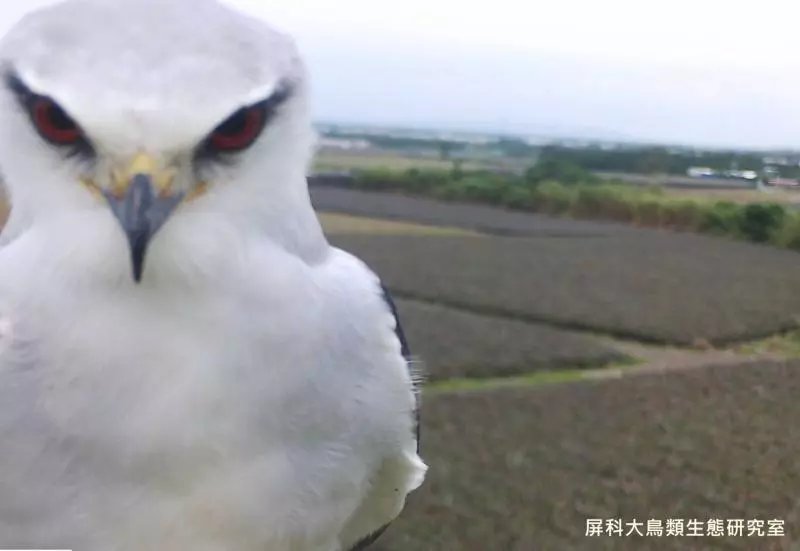 架相機拍生態…反被老鷹亂入自拍! 傻萌表情網笑翻:梗圖比賽開始囉~