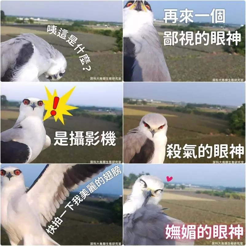 架相機拍生態…反被老鷹亂入自拍! 傻萌表情網笑翻:梗圖比賽開始囉~