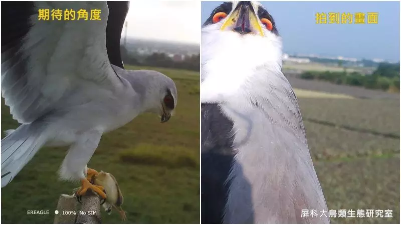 架相機拍生態…反被老鷹亂入自拍! 傻萌表情網笑翻:梗圖比賽開始囉~