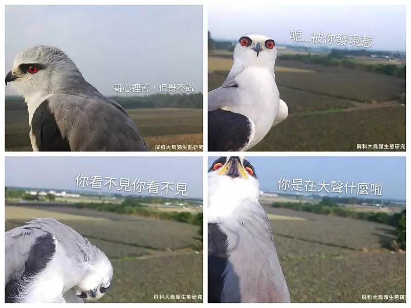 架相機拍生態…反被老鷹亂入自拍! 傻萌表情網笑翻:梗圖比賽開始囉~