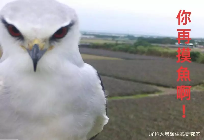 架相機拍生態…反被老鷹亂入自拍! 傻萌表情網笑翻:梗圖比賽開始囉~