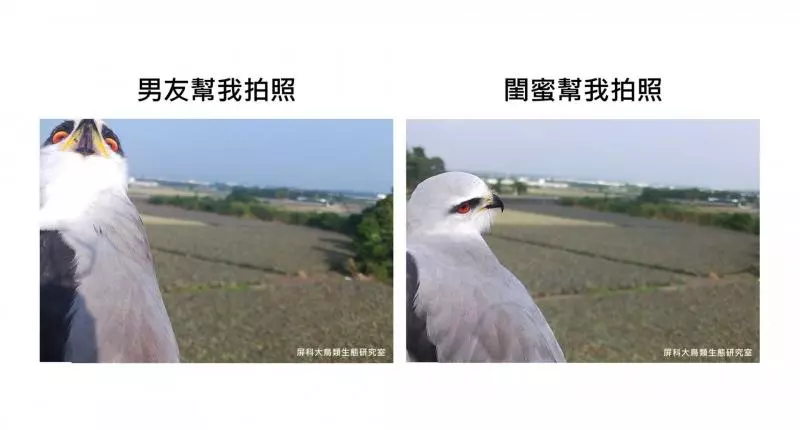 架相機拍生態…反被老鷹亂入自拍! 傻萌表情網笑翻:梗圖比賽開始囉~
