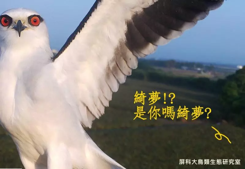 架相機拍生態…反被老鷹亂入自拍! 傻萌表情網笑翻:梗圖比賽開始囉~