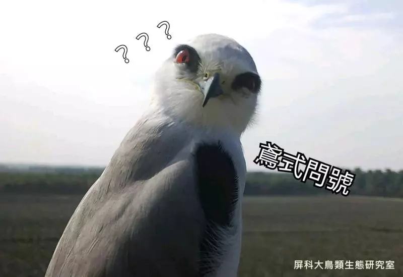 架相機拍生態…反被老鷹亂入自拍! 傻萌表情網笑翻:梗圖比賽開始囉~