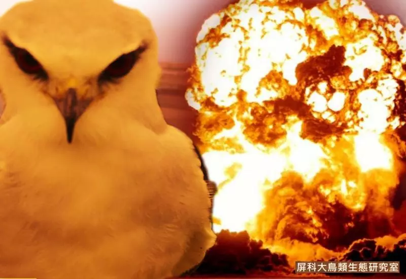 架相機拍生態…反被老鷹亂入自拍! 傻萌表情網笑翻:梗圖比賽開始囉~