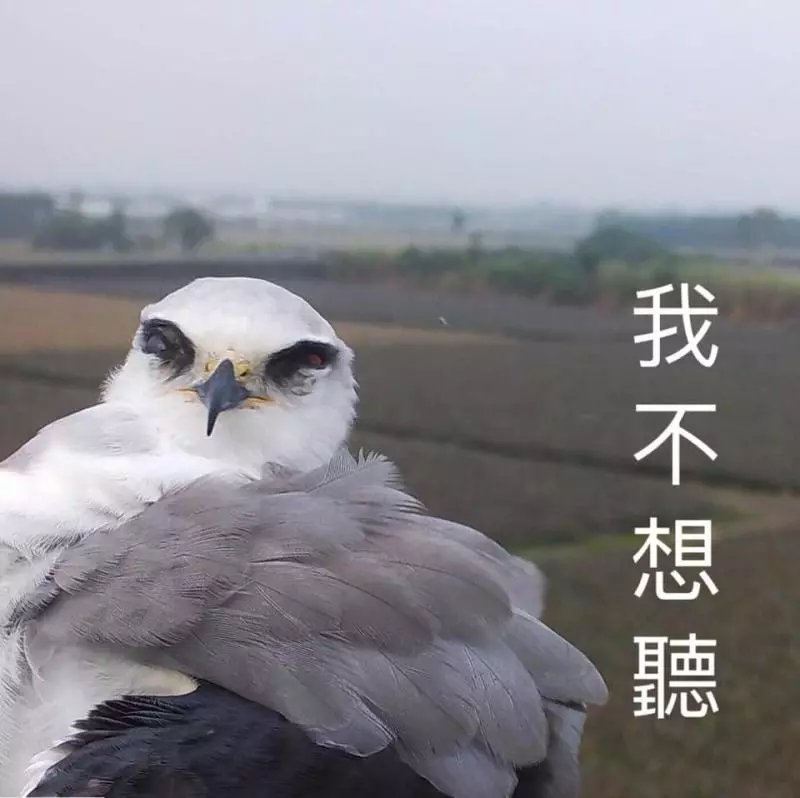 架相機拍生態…反被老鷹亂入自拍! 傻萌表情網笑翻:梗圖比賽開始囉~