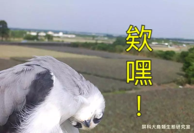 架相機拍生態…反被老鷹亂入自拍! 傻萌表情網笑翻:梗圖比賽開始囉~