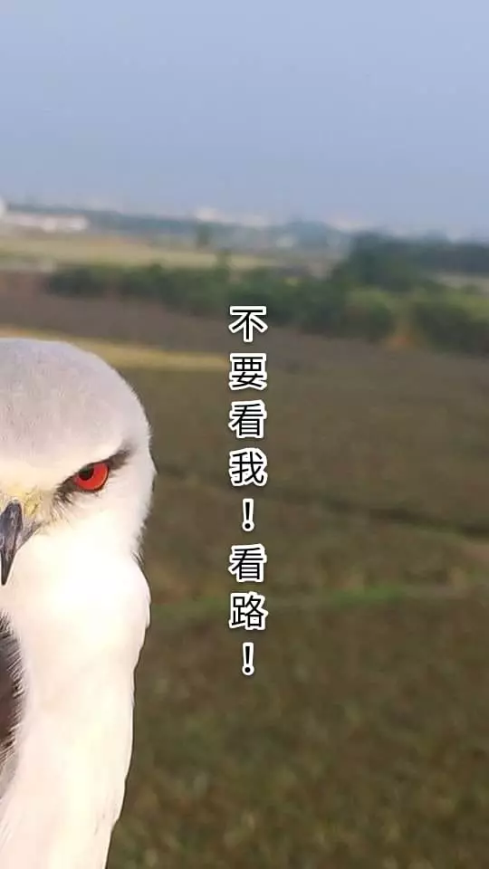架相機拍生態…反被老鷹亂入自拍! 傻萌表情網笑翻:梗圖比賽開始囉~