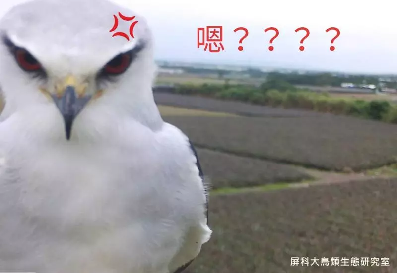 架相機拍生態…反被老鷹亂入自拍! 傻萌表情網笑翻:梗圖比賽開始囉~
