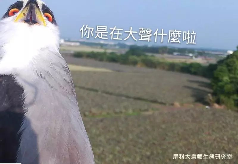 架相機拍生態…反被老鷹亂入自拍! 傻萌表情網笑翻:梗圖比賽開始囉~