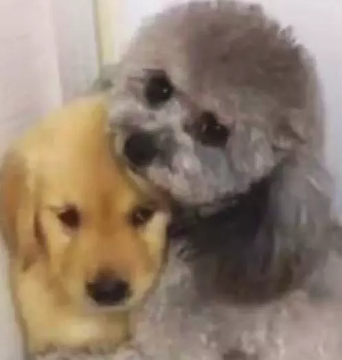 「迷你金」做錯低頭怕責備 貴賓犬哥哥一把摟住:你要罵就罵我好了!