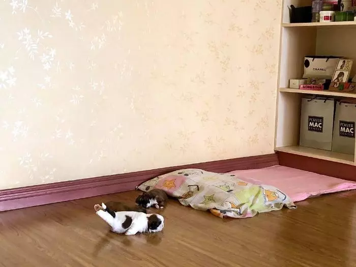 「自來貓」要求住進家裡不果 幾天幾夜站窗外緊盯:人類快開門!
