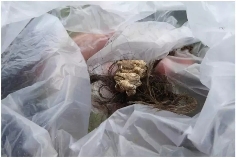 女子遭夫殺害, 報夢老父埋骨處 !