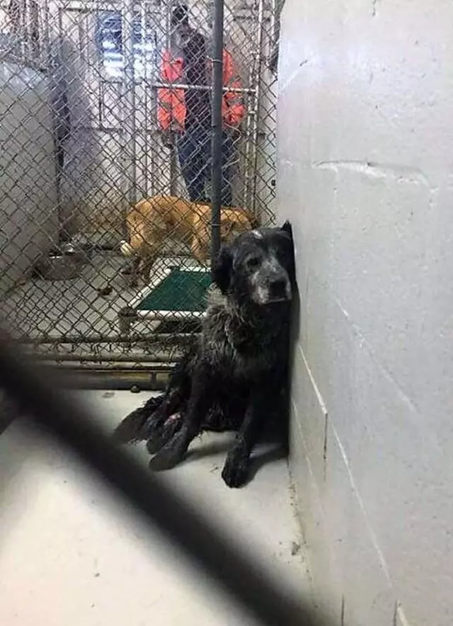 殘疾狗狗進收容所,臉貼牆壁絕望等死,知道有人愛自己笑容超燦爛