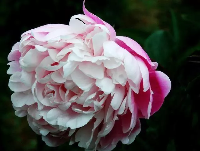 心理測試:你第一眼喜歡哪朵花,測出能陪你走到最後的人是誰 