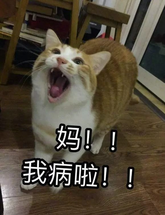 養狗的朋友請注意,這種東西比巧克力還毒,已導致上千隻狗亡