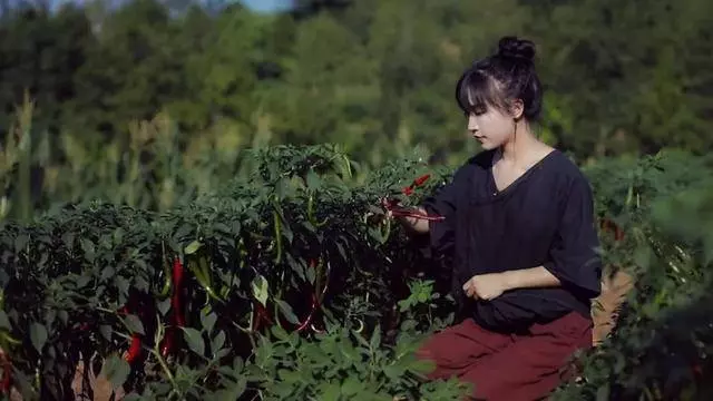從月薪300到年入過億,李子柒順天改命的背後,只是幸運嗎?