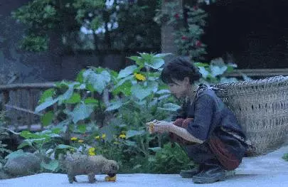 從月薪300到年入過億,李子柒順天改命的背後,只是幸運嗎?