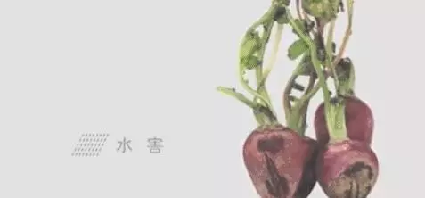 他們把13億噸爛蔬菜當「鮮果」售賣,竟被日本民眾搶瘋了