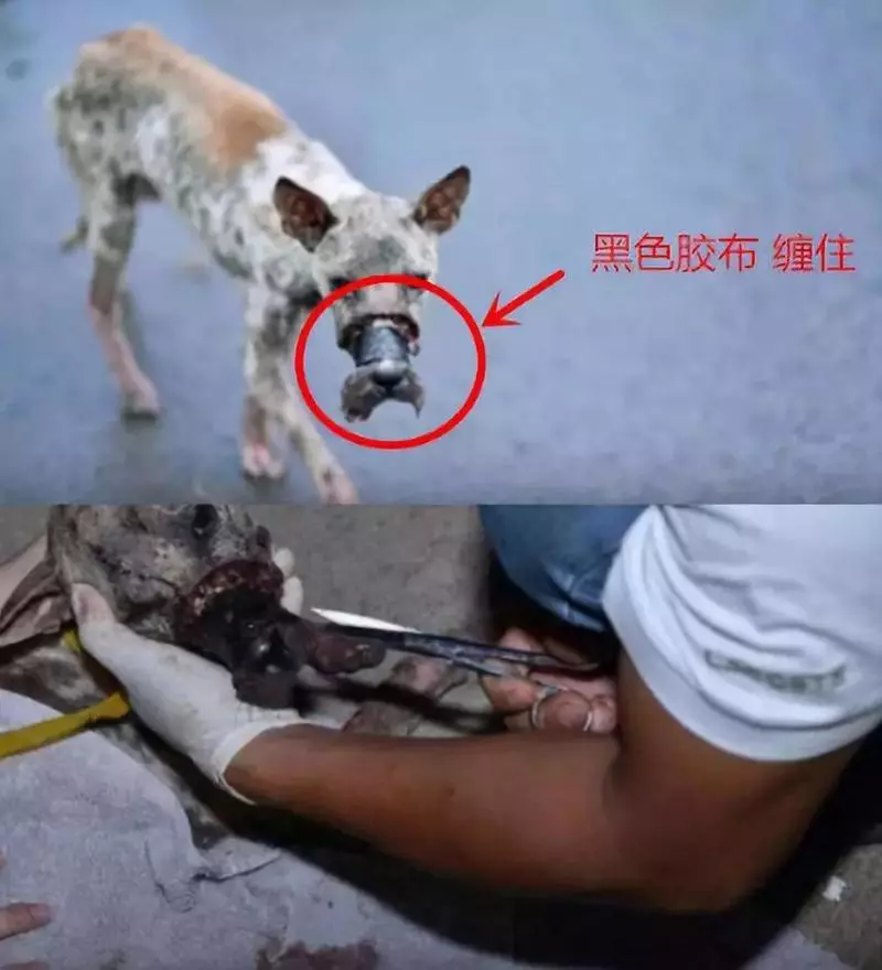 40年傾資百萬救治流浪貓狗,他是情歌王子也是愛心大使!他說:它們是生命,不是玩具