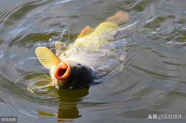 吃魚也有講究,這2個「有毒」部位請你不要吃,可不能捨不得 !