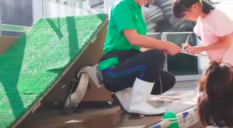 小企鵝一抓到機會就張大嘴巴 躲飼育員背後「吃到飽」畫面好好笑