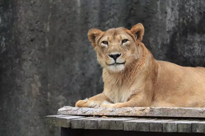 小企鵝一抓到機會就張大嘴巴 躲飼育員背後「吃到飽」畫面好好笑