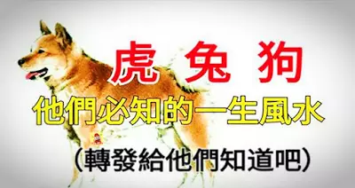 他們一生的風水!你身邊有屬虎、兔、狗的人嗎?轉發給他們知道吧!