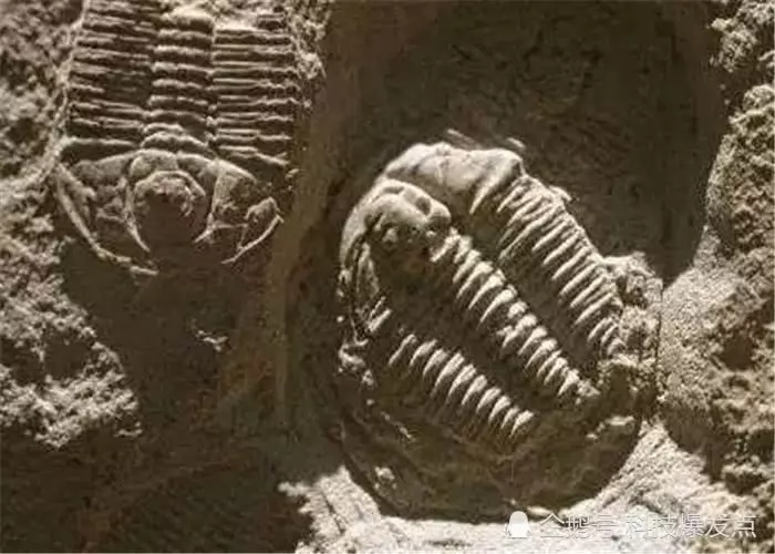 2.5億年前的「人腳印」被發現,科學家:地球生命是一個循環~