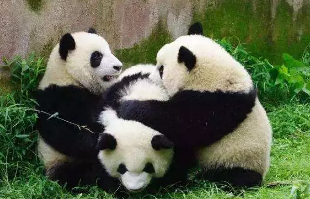 為什麼大熊貓總喜歡抱飼養員的大腿?答案讓人哭笑不得 !