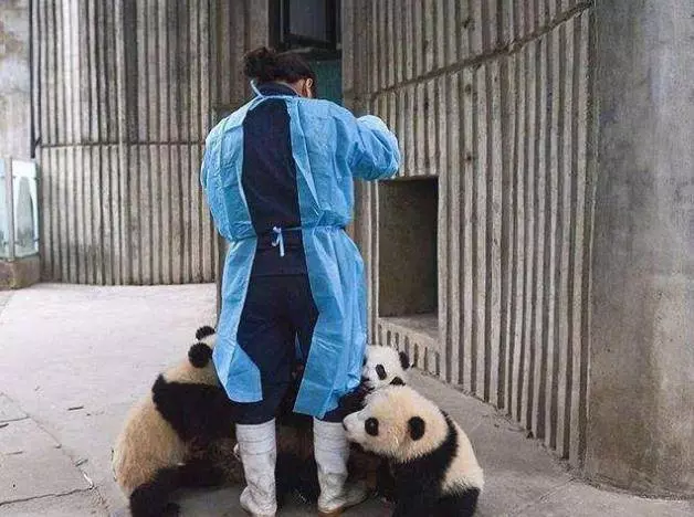 為什麼大熊貓總喜歡抱飼養員的大腿?答案讓人哭笑不得 !