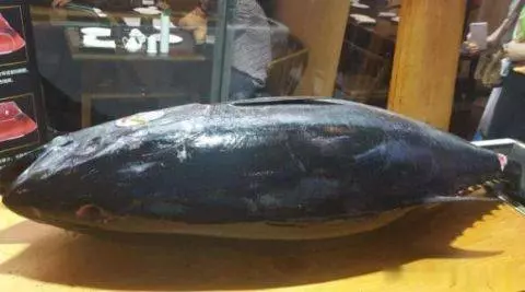 世界上「最貴」的魚 因味道太好吃被吃到瀕危 !