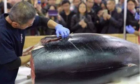 世界上「最貴」的魚 因味道太好吃被吃到瀕危 !