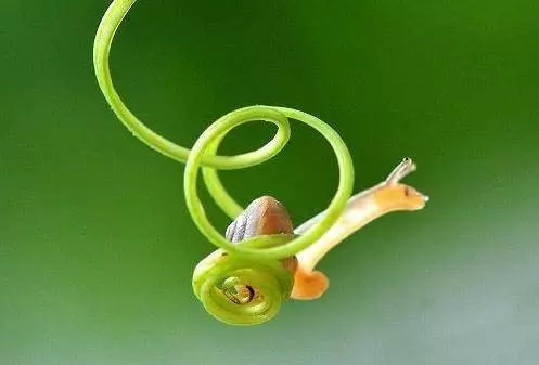 8個新奇又有趣的動物冷知識,保證讓你漲知識!