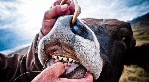 8個新奇又有趣的動物冷知識,保證讓你漲知識!