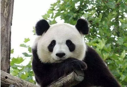 8個新奇又有趣的動物冷知識,保證讓你漲知識!