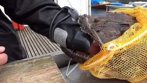 潛水員海里撈到怪魚,剛準備拽下來,臉上表情當即驟變!