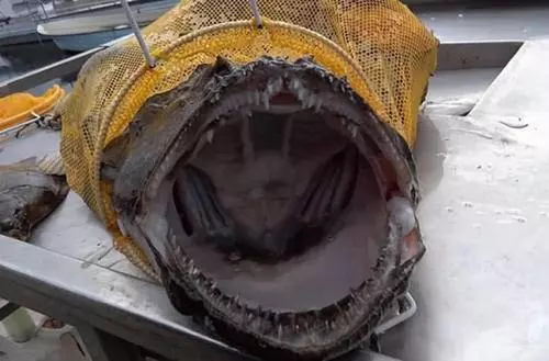 潛水員海里撈到怪魚,剛準備拽下來,臉上表情當即驟變!