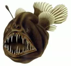 潛水員海里撈到怪魚,剛準備拽下來,臉上表情當即驟變!