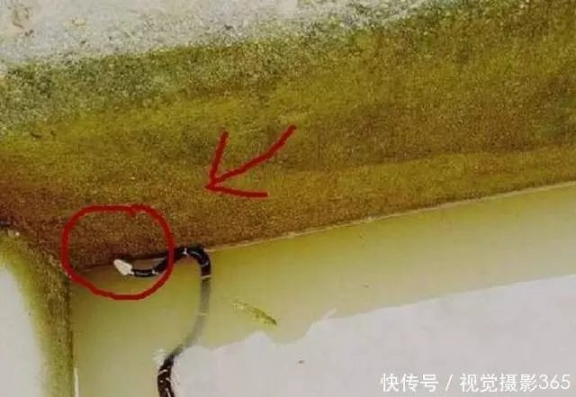 農村大爺喂豬槽發現「怪蛇」,專家鑑定後,大爺一年都不用喂豬了 !
