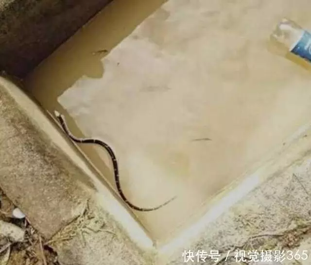 農村大爺喂豬槽發現「怪蛇」,專家鑑定後,大爺一年都不用喂豬了 !