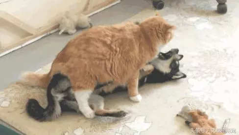 貓咪一屁股坐在柴犬身上,還強吻柴犬,柴犬都要哭了!