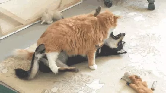 貓咪一屁股坐在柴犬身上,還強吻柴犬,柴犬都要哭了!
