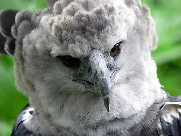 鳥界巨人「角雕」無敵帥!翅膀張開「比人還高」網:確定不是工讀生?