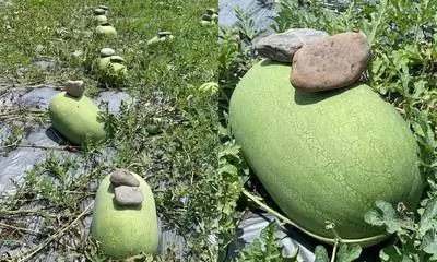 為什麼西瓜上面要「壓石頭」?怕西瓜跑了嗎?瓜農揭曉答案...網驚:長知識了!