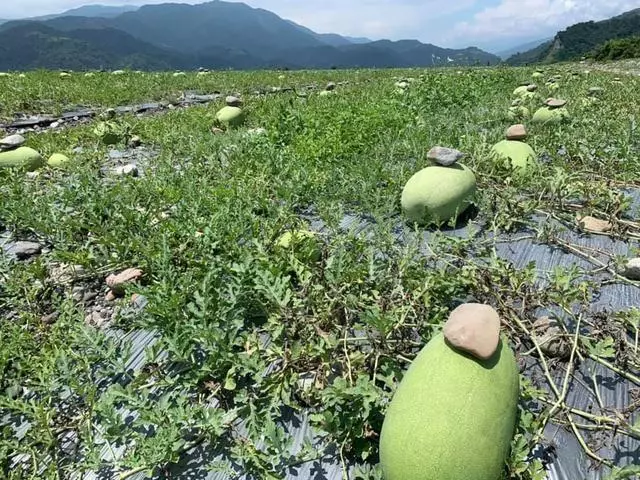為什麼西瓜上面要「壓石頭」?怕西瓜跑了嗎?瓜農揭曉答案...網驚:長知識了!