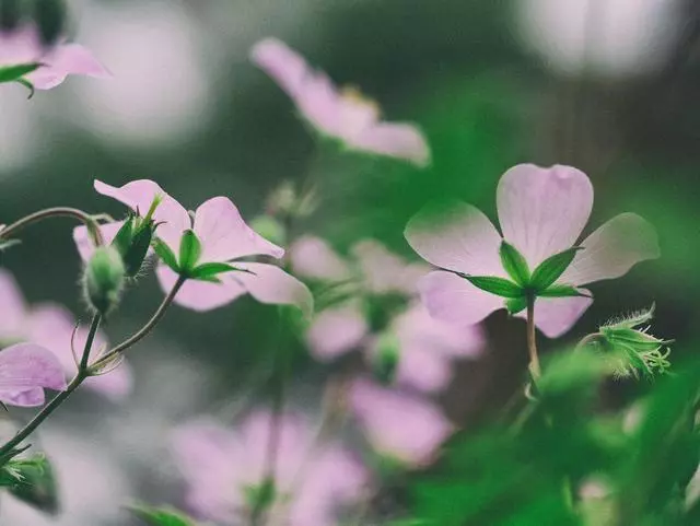 態度再兇,也沒什麼震懾力的星座