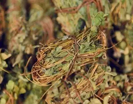 這種不起眼的草,竟是濕熱剋星、護肝良藥!你吃對了嗎?