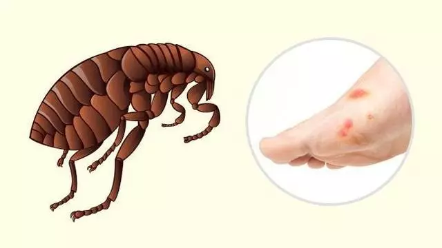 10種昆蟲叮咬的識別方式 !