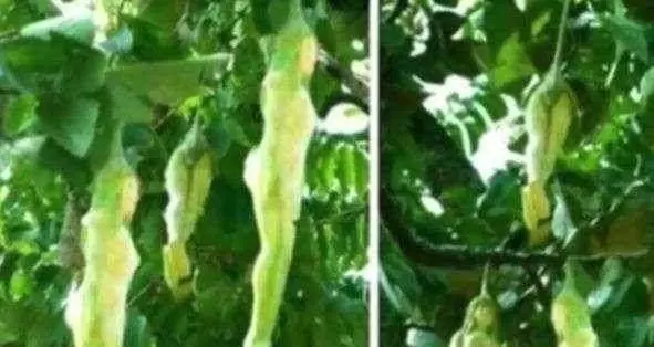 泰國旅遊, 看見滿樹的「女人果」再好看也不要買, 不然肯定後悔 !